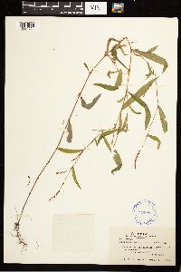 Persicaria hydropiperoides image