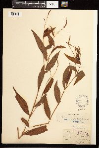 Persicaria hydropiperoides image