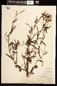 Persicaria hydropiperoides image