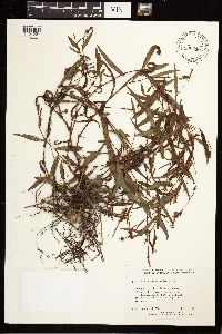 Persicaria hydropiperoides image