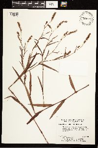 Persicaria hydropiperoides image