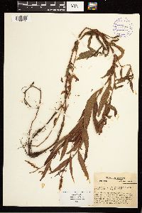 Persicaria hydropiperoides image