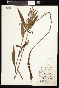 Persicaria hydropiperoides image