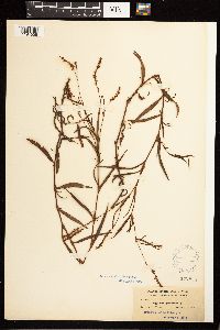 Persicaria hydropiperoides image