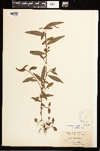 Persicaria hydropiperoides image