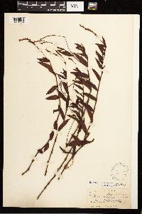 Persicaria hydropiperoides image