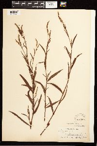 Persicaria hydropiperoides image