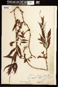 Persicaria hydropiperoides image