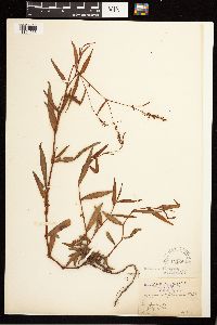 Persicaria hydropiperoides image