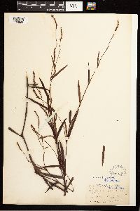 Persicaria hydropiperoides image