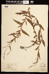 Persicaria hydropiperoides image