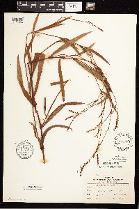 Persicaria hydropiperoides image