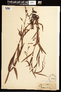 Persicaria hydropiperoides image