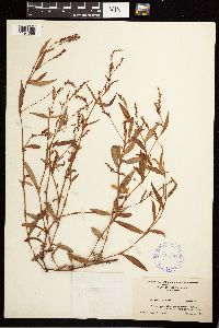 Persicaria hydropiperoides image