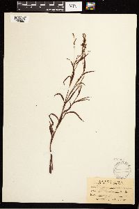 Persicaria hydropiperoides image