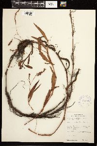 Persicaria hydropiperoides image