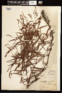 Persicaria hydropiperoides image