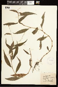 Persicaria hydropiperoides image