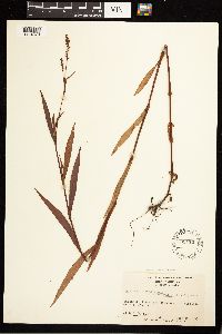 Persicaria hydropiperoides image