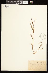 Persicaria hydropiperoides image