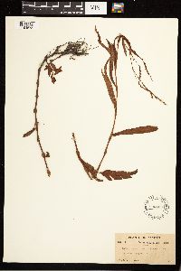 Persicaria hydropiperoides image