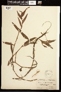 Persicaria hydropiperoides image