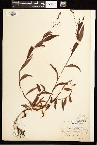 Persicaria hydropiperoides image