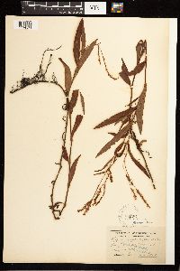 Persicaria hydropiperoides image