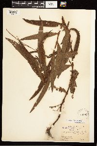 Persicaria hydropiperoides image