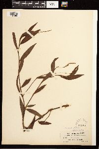 Persicaria hydropiperoides image