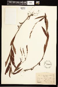 Persicaria hydropiperoides image