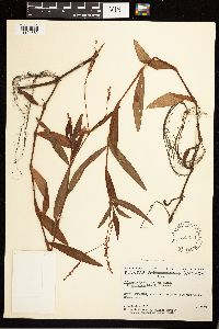 Persicaria hydropiperoides image
