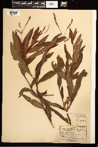 Persicaria hydropiperoides image