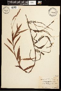 Persicaria hydropiperoides image