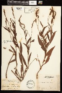 Persicaria hydropiperoides image