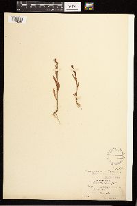 Persicaria hydropiperoides image