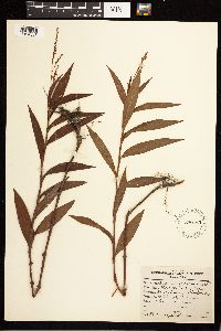 Persicaria hydropiperoides image