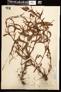 Persicaria hydropiperoides image