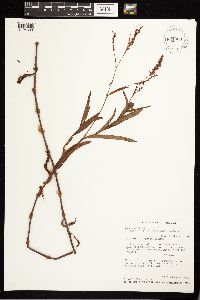 Persicaria hydropiperoides image