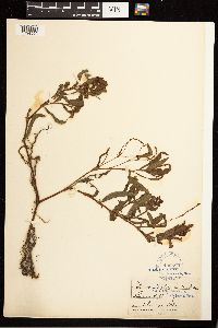 Persicaria hydropiperoides image