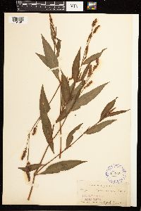 Persicaria hydropiperoides image
