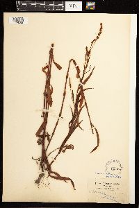 Persicaria hydropiperoides image