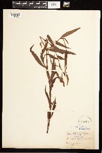 Persicaria hydropiperoides image