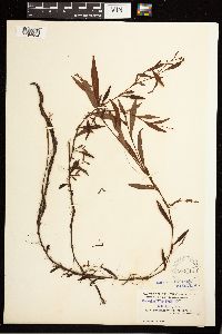 Persicaria hydropiperoides image