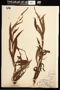 Persicaria hydropiperoides image