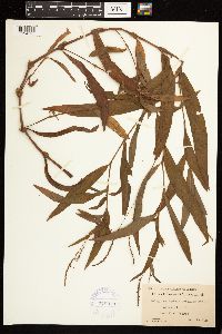 Persicaria hydropiperoides image