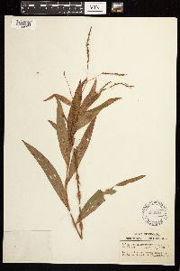 Persicaria hydropiperoides image