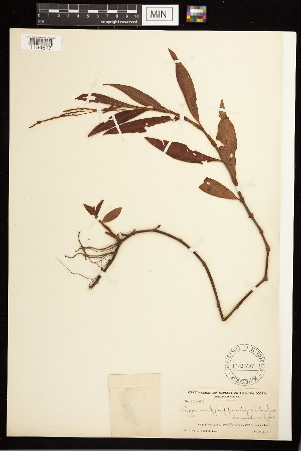 Persicaria hydropiperoides x robustior
 image