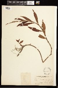 Media resource of Persicaria hydropiperoides x robustior
