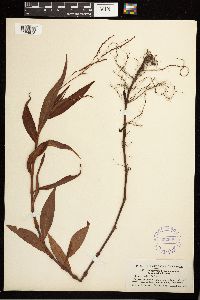 Persicaria hydropiperoides x robustior
 image